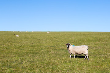 Sheep in the Countryside