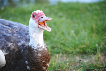 Canard de barbarie