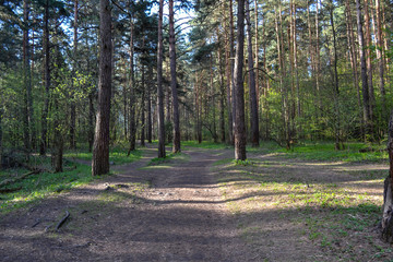 Fototapeta premium Path in the Pine Forest