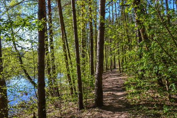 Forest path in the forest near the river. Spring. Morning. Shadows from trees