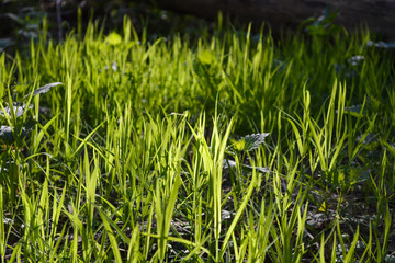 Green grass in the forest. Natural green background