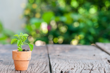 Minimal young green in pot on the table with bokeh background