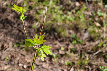 Young plant. The first leaves. In the forest