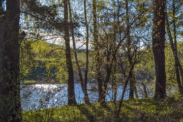 Forest on a sunny day. Pines on the river bank. Russia