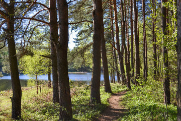 Path for walks in the forest park near the river. Spring early morning. Russia