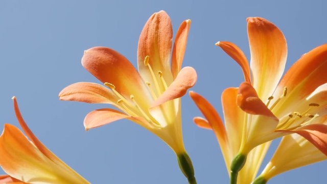 Orange monocot flowering lily plant close-up 4K 2160p 30fps UltraHD footage - Beautiful Clivia miniata plant bulbs against blue sky 3840X2160 UHD video