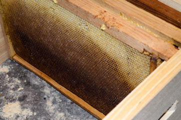 Wooden frames with honeyycombs in the beehive