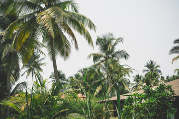 Palm trees on tropical coast background.
