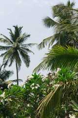 Fototapeta premium Palm trees on tropical coast background.