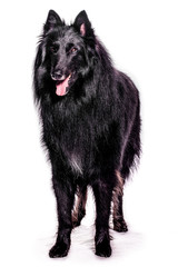 Belgian Shepherd