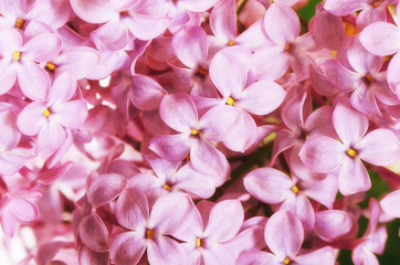 Lilac close up as a background