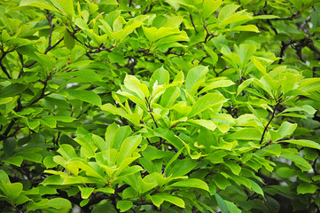 Green foliage of a beautiful tree