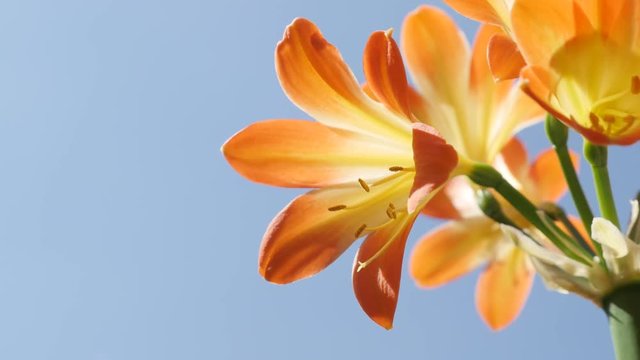 Close-up of orange Clivia miniata against blue sky 4K 2160p 30fps UltraHD footage - Shallow DOF monocot flowering Natal lily plant 3840X2160 UHD video