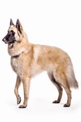 Belgian Shepherd