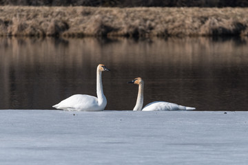 Pair of Trumpeter Swan on the Ice