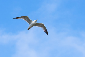 Seagull flying above the ocean