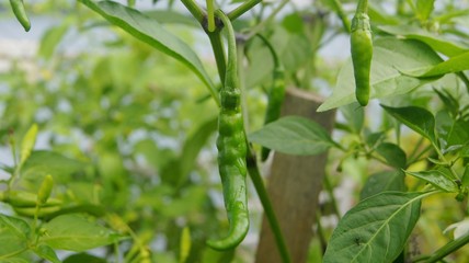 Fototapeta premium Green chili on the tree