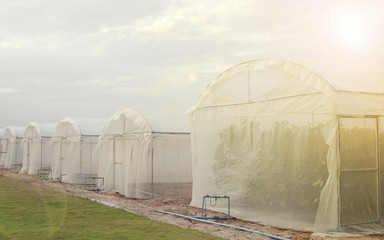 Outside of greenhouses for growing organic plant.