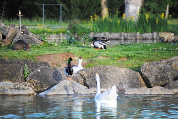 Fototapete bei efototapeten.de bestellen   