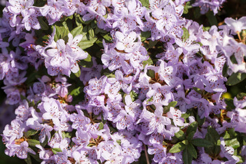 Photo of flowering purple flower
