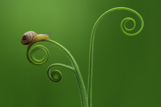 Snail on a plant, Jombang, East Java, Indonesia
