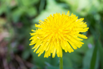 Photo of yellow dandelion isolated on green background