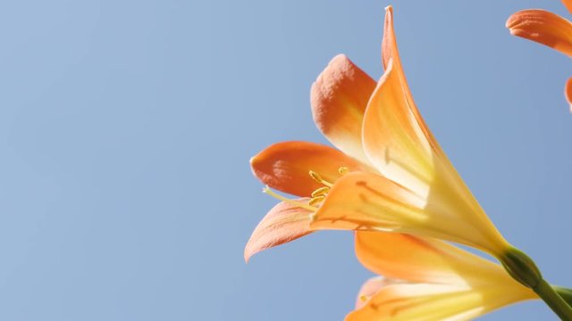 Details of orange monocot flowering lily plant 4K 2160p 30fps UltraHD footage - Clear blue sky and Clivia miniata plant bulbs 3840X2160 UHD video