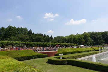 五月のバラ園