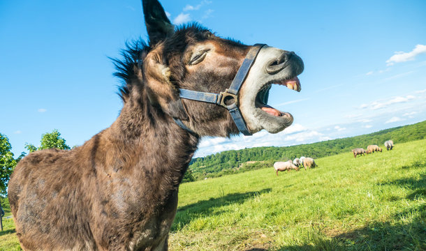 Lustiger schreiender Esel