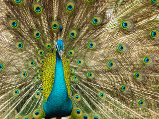 Obraz premium Peacock spreading his tail