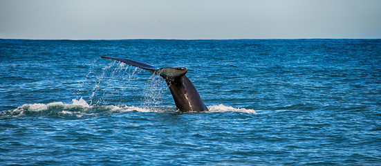 Naklejka premium Tail of a whale in Husavik, Iceland
