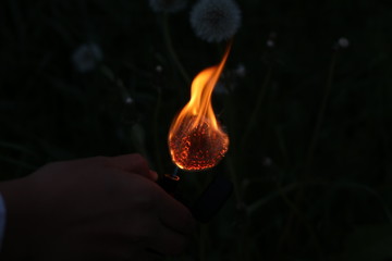 Burning dandelion 