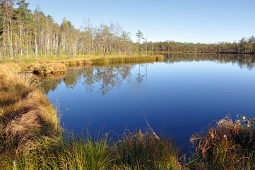 Blue calm lake in the middle of swamps and woods in the morning in autumn. Belarus.