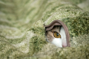 Маленькая кошка