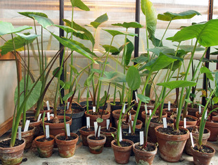 Young tropical crop plants, greenhouse for tropical crop plants, Witzenhausen, Hessen, Germany