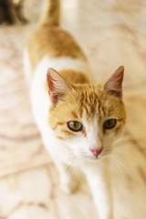 Fototapeta na wymiar Orange and white female cat portrait