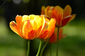 Fototapeta premium Tulip flower
