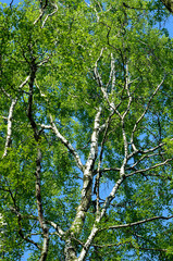Birch-tree - obrazy, fototapety, plakaty