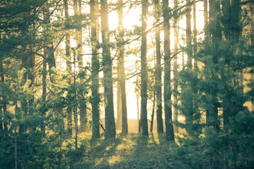 Pine forest at sunset. A ray of sunshine peeks through the trees. Skazany forest lit by the rays coming from the sun..