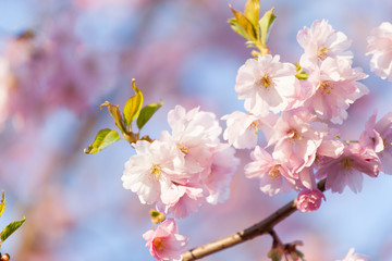 Obraz premium Pink Cherry Blossoms Sakura against Clear Blue Sky