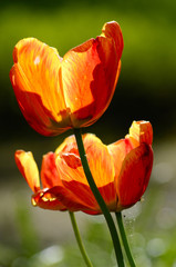 Tulip flower