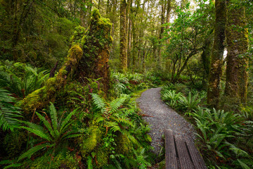 Track at Lake Marian fall located in the Fiordland National Park, Milford sound, New Zealand