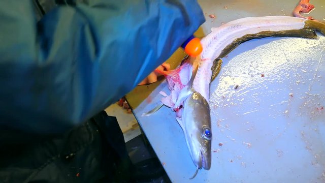 The common ling caught in Norway. Man in working  rubber apron clearing slimy skin of ling fish. Hands professionally work with sea fish, family fish company. Mess and blood on the table.