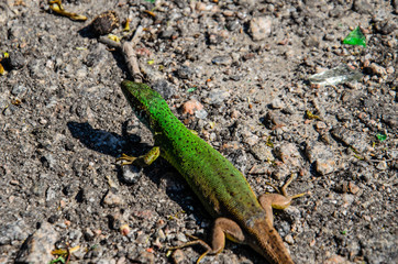 Green lizard on a ground