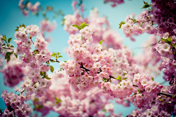 Pink Cherry Blossoms Sakura against Clear Blue Sky
