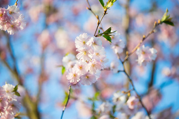 Pink Cherry Blossoms Sakura against Clear Blue Sky