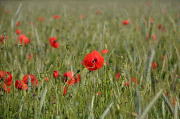 A field of blossoming red poppies in perspective in summer.