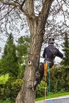 Arborist using a chainsaw to cut a walnut tree. Lumberjack with saw and harness pruning a tree.