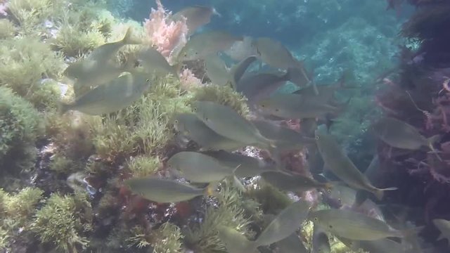 Costa Brava, diving the Mediterranean sea, School of fish, Spain