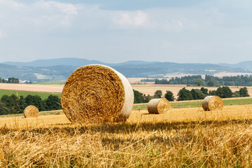 Bele siana na polu w lecie © Lukasz Struk